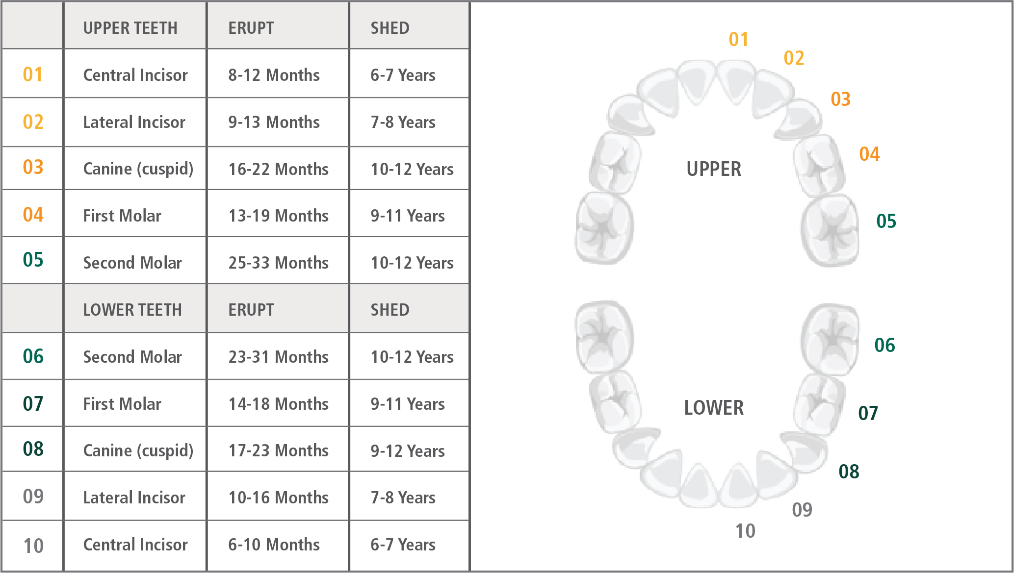 Toddler Tooth Eruption Chart