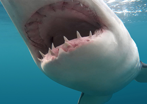 Open mouth shark